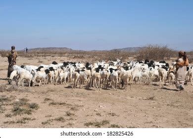 66 Somali sheep Images, Stock Photos & Vectors | Shutterstock