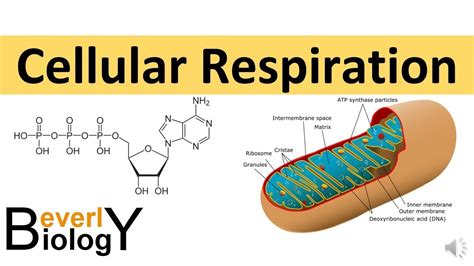 Cellular Respiration Meaning In English