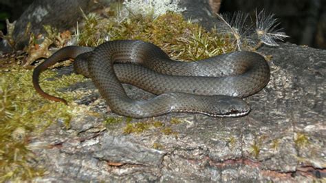 white lipped snake, Mt Weld | Mt Weld, Tasmania | Tindo2 - Tim Rudman | Flickr