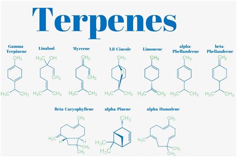 What Are Terpenes? THC terpenes definition. – Cannabis Media Blog