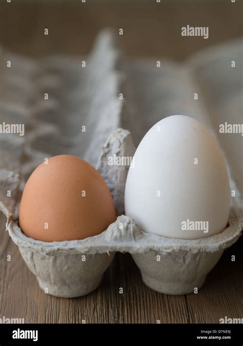 Goose egg and chicken egg size comparison Stock Photo - Alamy