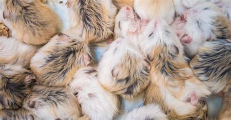 Baby Hamster: 6 Amazing Facts & 6 Pictures - A-Z Animals