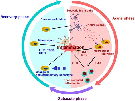 Frontiers | Post-ischemic inflammation regulates neural damage and protection | Frontiers in ...