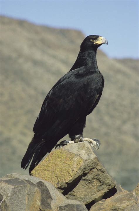 This shows the graceful form of the Black Eagle. Verreaux's Eagle (Aquila verreauxii) Pretty ...