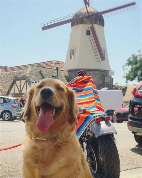 Pet Friendly Solvang - Solvang Conference & Visitors Bureau | Dog ...