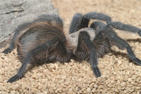 Tarantulas go a-courting - Insects in the City