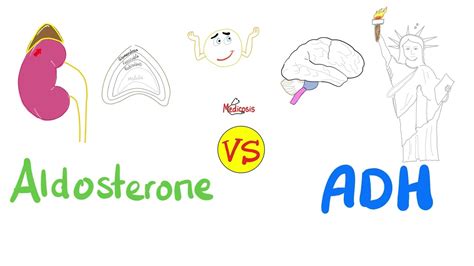 Aldosterone vs Antidiuretic Hormone (ADH) | Kidney Physiology Basics ...