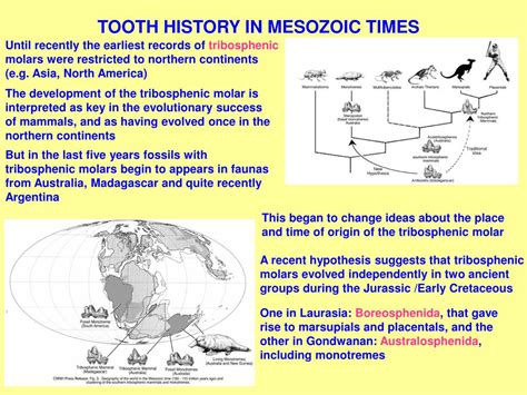 PPT - Mesozoic Mammaliaforms Early evolution of mammals PowerPoint ...