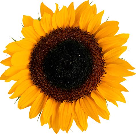 5176 Realistic High Resolution Sunflower Svg SVG PNG EPS DXF File