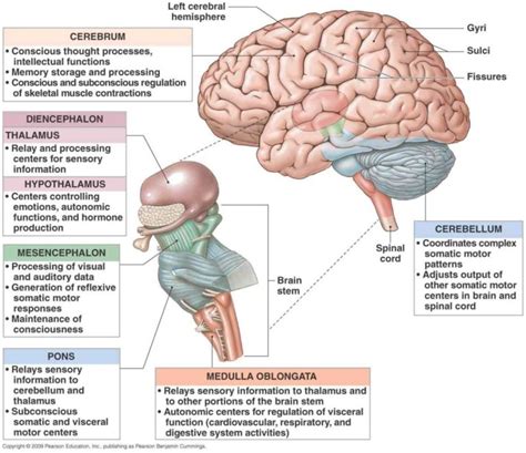 The Diencephalon: Structure and Function of this Brain Region ...