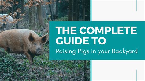 The Complete Guide to Raising Pigs in your Backyard | Modern Frontierswoman