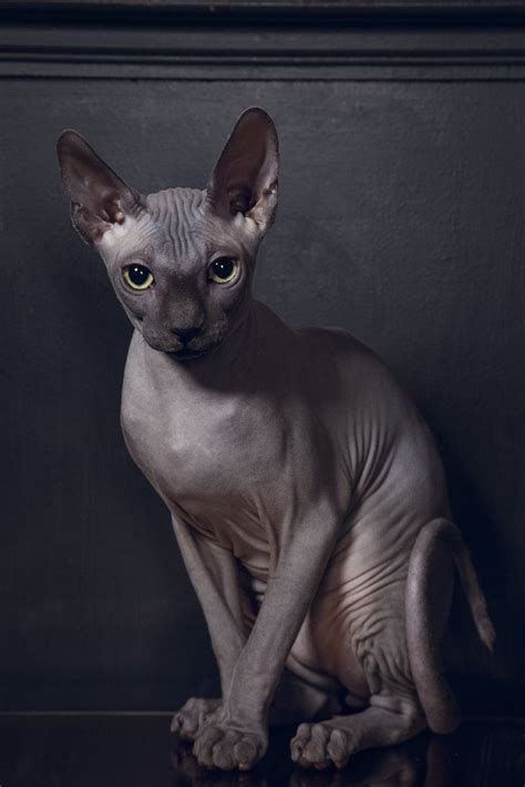 Hairless Cat Breeds