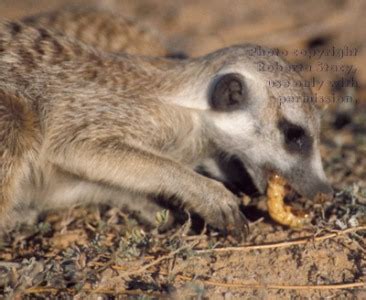 Meerkats Eating Scorpions