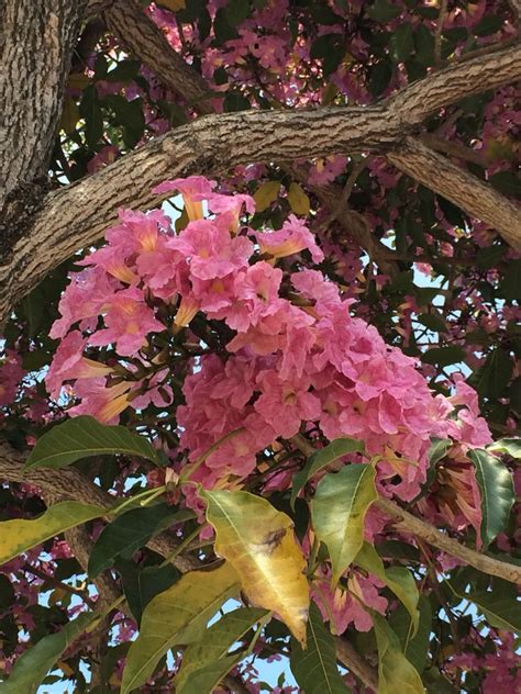 Flowers, Branch and Leaves Tabebuia Rosea | Flowering trees, Plant ...