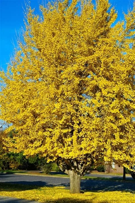 Ginkgo Tree 'Autumn Gold' For Sale Online | The Tree Center