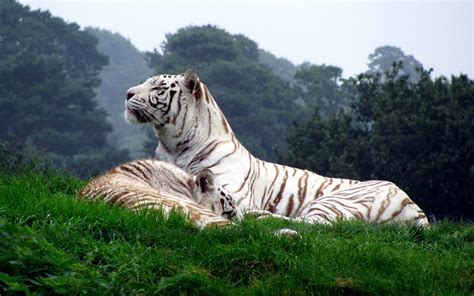 White Tiger Wallpaper Widescreen Hd