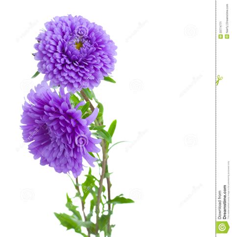 Asters clipart 20 free Cliparts | Download images on Clipground 2024