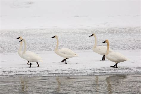 Trumpeter Swans Snow Winter free image download