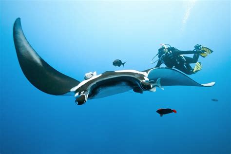 Four Indonesian diving destinations where you can spot manta rays ...