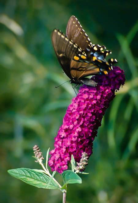 Royal Red Butterfly Bush | The Tree Center™