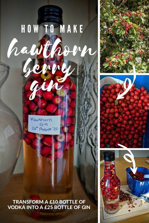 How To Make Hawthorn Berry Gin Recipe | Foraging recipes, Berries recipes, Hawthorn berry