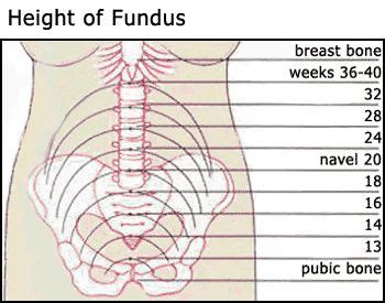 an image of the chest and its functions