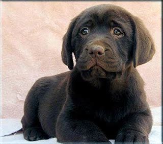 Chocolate Lab Puppies