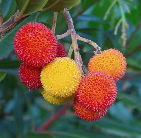 Arbutus unedo - Wikipedia