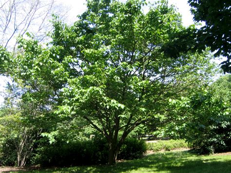 Morus rubra, Red Mulberry | Drought tolerant landscape, Florida ...