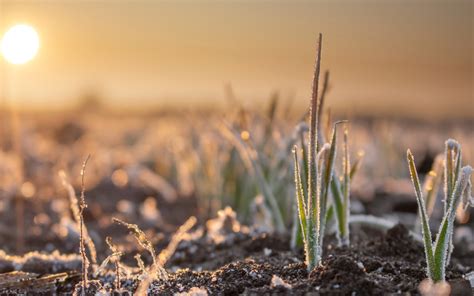 6 Best Winter Cover Crops for Your Vegetable Garden - Backyard Boss