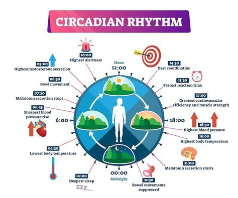 What Is Your Circadian Rhythm and How Does It Affect Your Health? — Jeannie Oliver Wellness