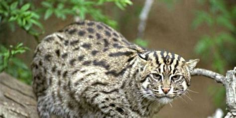 Iriomote Cat l Remarkable Wildcat - Our Breathing Planet