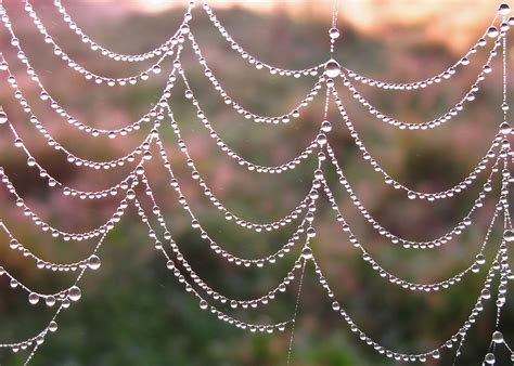 Dew on Spider Webs.