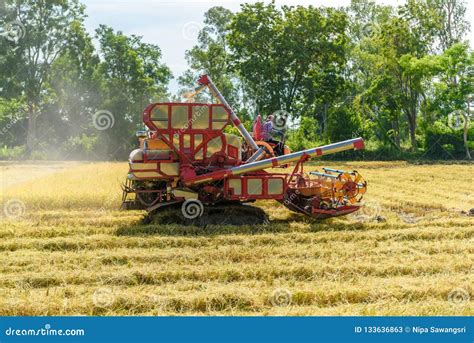 Combine Harvester in Action on Rice Field. Harvesting is the Pro Stock Image - Image of ...