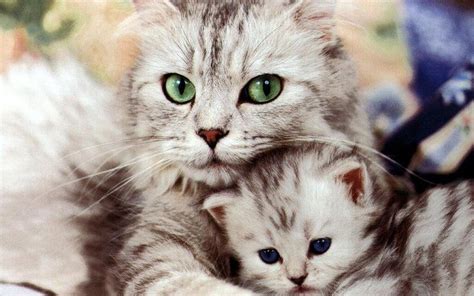 Cats images Beautiful Cat and Kitten HD wallpaper and background photos ...