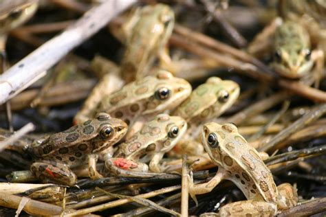 Reintroducing endangered northern leopard frogs in Washington | WSU ...