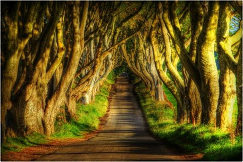 The Dark Hedges, Ballymoney, Co. Antrim, Northern Ireland | Shutterbug