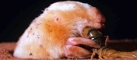 The Blind, Earless, Marsupial Mole | Critter Science