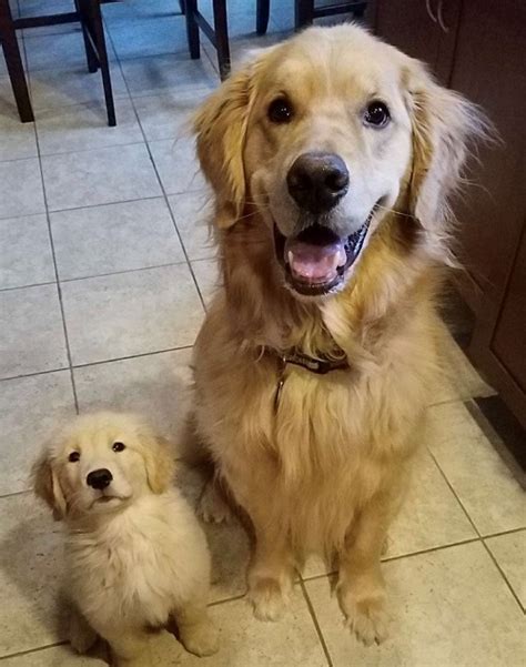 Are Golden Retrievers Good On Their Own