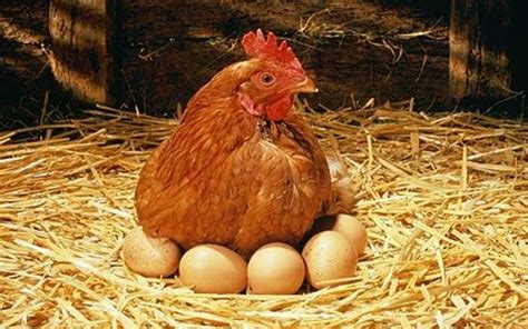 Everything You Ever Wanted to Know About Chicken Eggs - Delishably