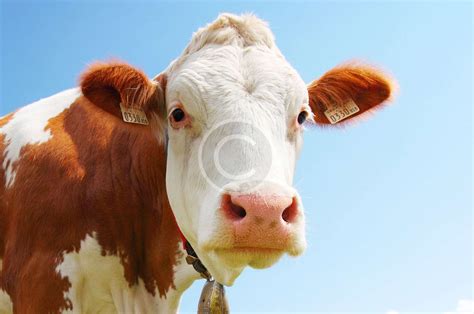 Top Tips for Cattle Health – MeatCo