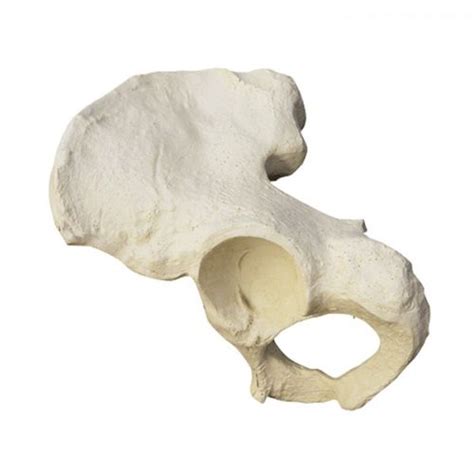 Hemi-pelvis anatomical model - 2032 - Nacional Ossos - orthopedic surgery / training / polyurethane