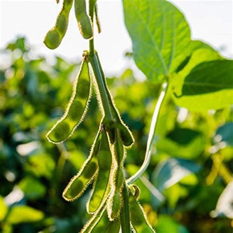 Outsidepride Heirloom Soybean Seeds for Humans & Animals ...