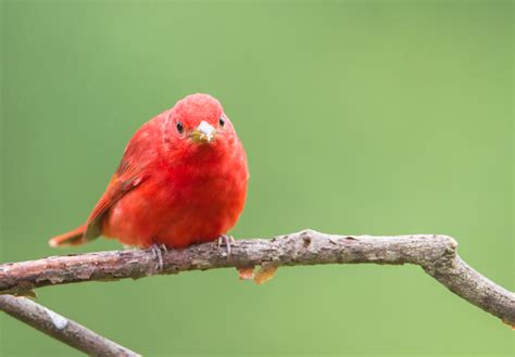 Summer Tanager male 1 | Roads End Naturalist