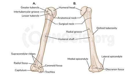 Bones of the upper limb | Osmosis