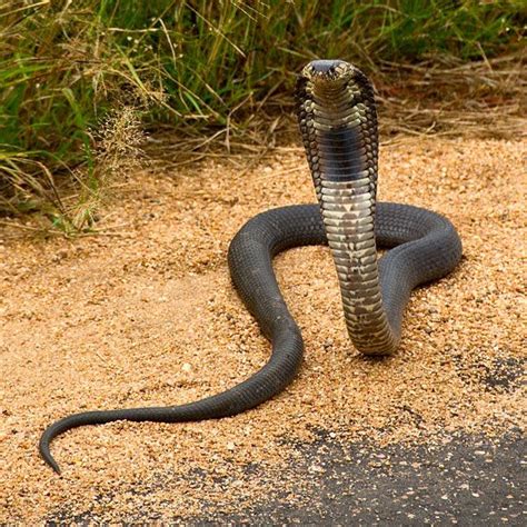 Mozambique spitting cobra in Kruger National Park, South Africa © Matt ...