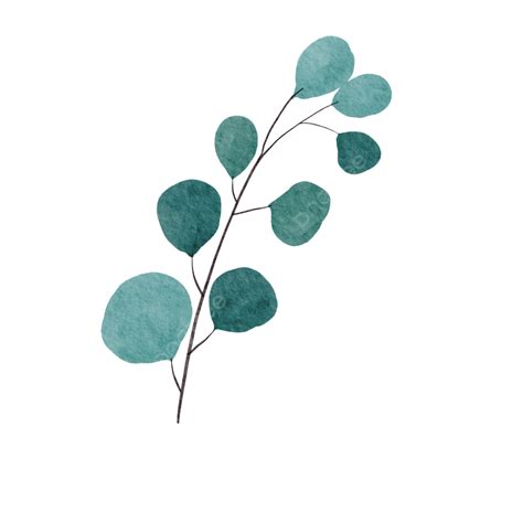 Green Eucalyptus Leaves Watercolor Illustration, Green Eucalyptus ...