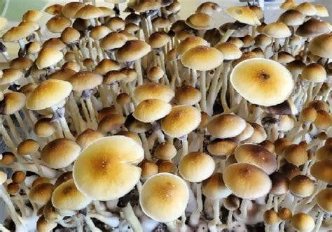 Understanding The Popular Psilocybe Cubensis Strains And Their Features - Chart Attack