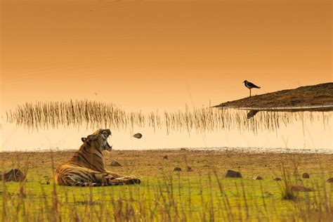 Tadoba National Park and Tiger Reserve: The Complete Guide