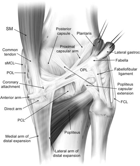 Coronary Ligament